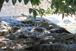 Krokodyle strzegą indonezyjskich dealerów narkotyków